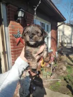 Otis , a male Yorkshire Terrier for sale in Indianapolis, IN – Photo 6 of 7