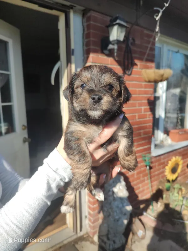 Tola  – Yorkshire Terrier puppy for sale in Indianapolis, IN