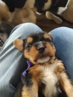 Tola , a male Yorkshire Terrier for sale in Indianapolis, IN – Photo 2 of 3