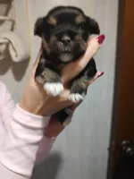 Melvin , a male Yorkshire Terrier for sale in Indianapolis, IN – 3 of 3