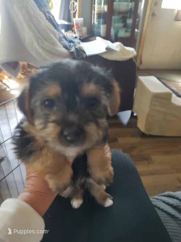 Coco  – Yorkshire Terrier puppy for sale in Indianapolis, IN
