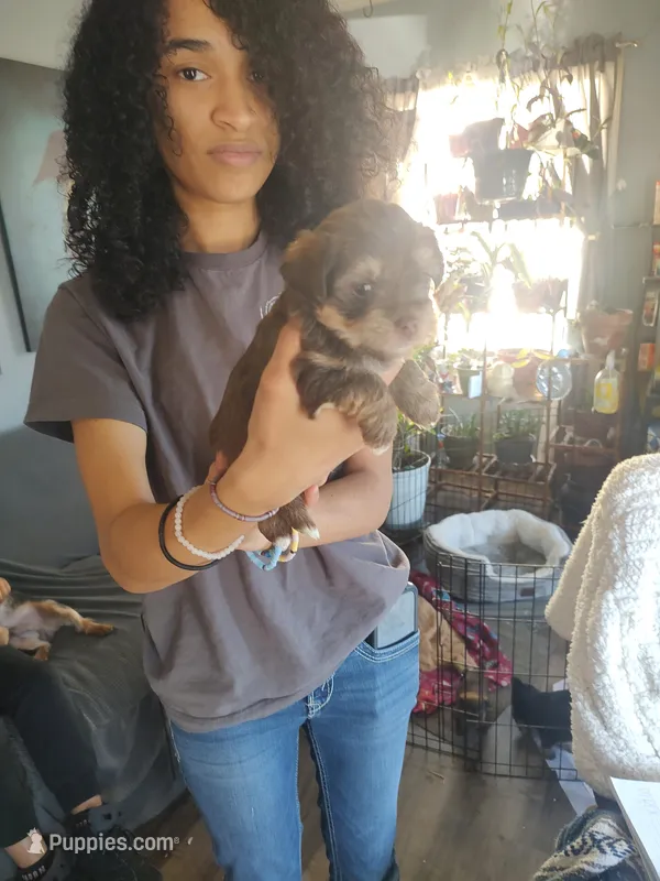 Coco  – Yorkshire Terrier puppy for sale in Indianapolis, IN