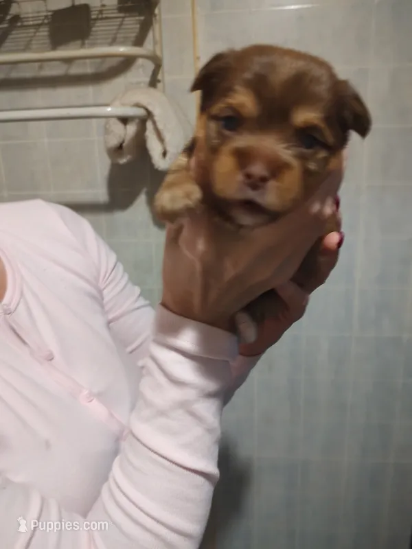 Dottie  – Yorkshire Terrier puppy for sale in Indianapolis, IN