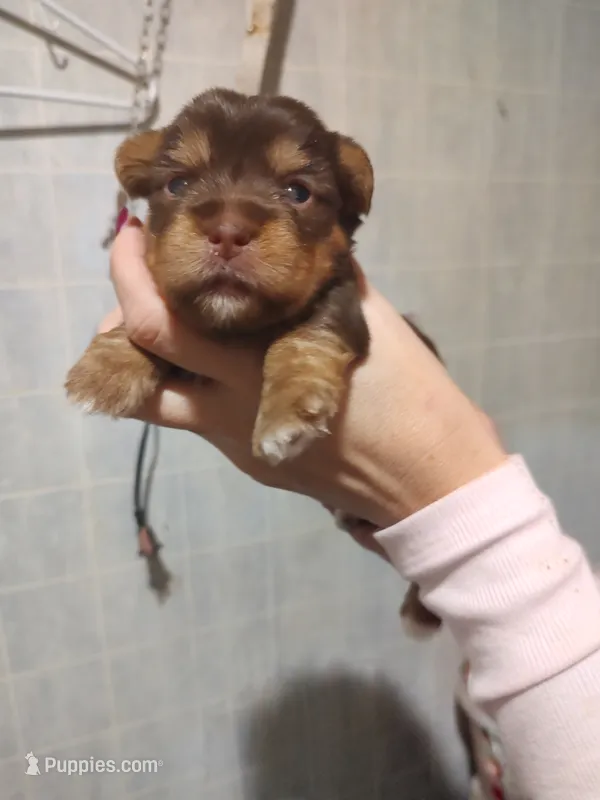 Honey  – Yorkshire Terrier puppy for sale in Indianapolis, IN