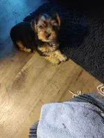 Tola, a male Yorkshire Terrier for sale in Indianapolis, IN – 6 of 6