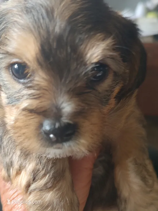 Cricket  – Yorkshire Terrier puppy for sale in Indianapolis, IN