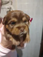 Dottie , a female Yorkshire Terrier for sale in Indianapolis, IN – 2 of 3