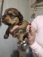 Cricket , a female Yorkshire Terrier for sale in Indianapolis, IN – 4 of 4