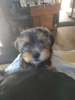 Tola, a male Yorkshire Terrier for sale in Indianapolis, IN – 4 of 6