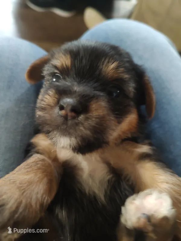 Remy  – Yorkshire Terrier puppy for sale in Indianapolis, IN