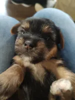 Remy , a male Yorkshire Terrier for sale in Indianapolis, IN – Photo 1 of 2