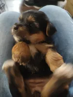 Remy , a male Yorkshire Terrier for sale in Indianapolis, IN – Photo 2 of 2