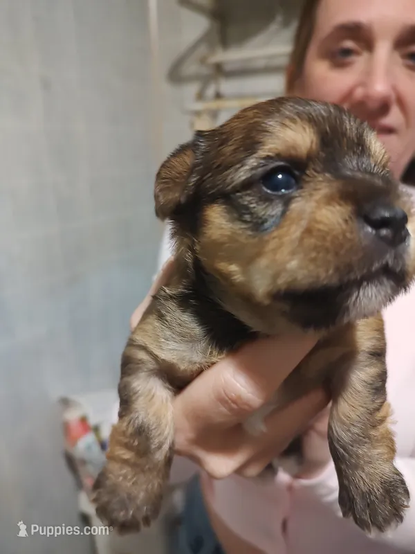 Cricket  – Yorkshire Terrier puppy for sale in Indianapolis, IN