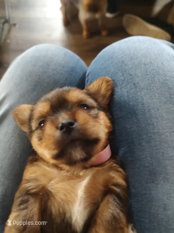 Cinnamon  – Yorkshire Terrier puppy for sale in Indianapolis, IN