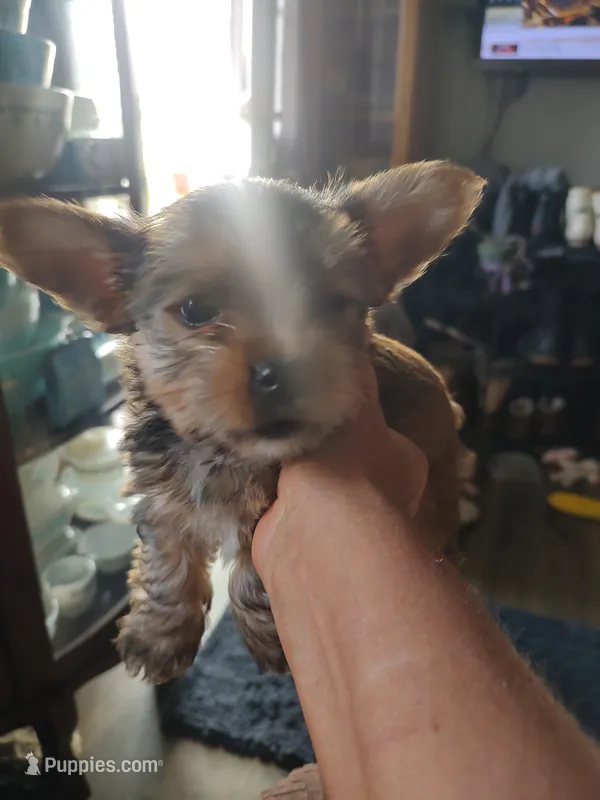 Cinnamon  – Yorkshire Terrier puppy on hold in Indianapolis, IN