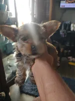 Cinnamon , a female Yorkshire Terrier for sale in Indianapolis, IN – Photo 1 of 10