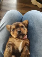 Cinnamon , a female Yorkshire Terrier for sale in Indianapolis, IN – Photo 2 of 2