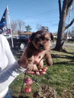 Cinnamon , a female Yorkshire Terrier for sale in Indianapolis, IN – Photo 5 of 10