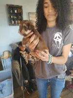 Cinnamon , a female Yorkshire Terrier for sale in Indianapolis, IN – Photo 6 of 10
