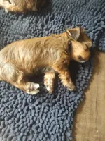 Cinnamon , a female Yorkshire Terrier for sale in Indianapolis, IN – Photo 10 of 10