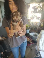 Cinnamon , a female Yorkshire Terrier for sale in Indianapolis, IN – Photo 9 of 10