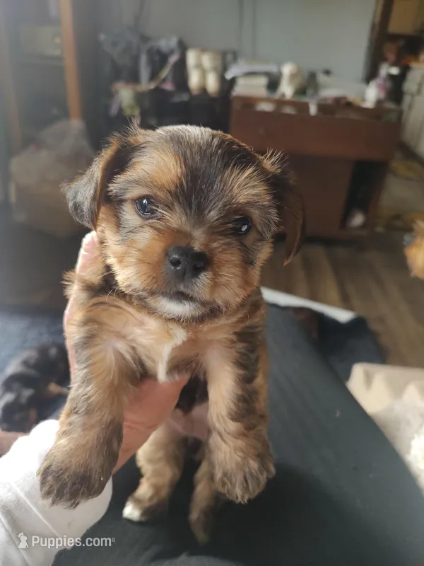 Cinnamon  – Yorkshire Terrier puppy for sale in Indianapolis, IN