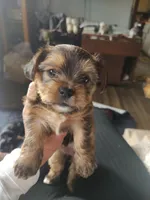 Cinnamon , a female Yorkshire Terrier for sale in Indianapolis, IN – Photo 2 of 10