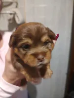 Dottie , a female Yorkshire Terrier for sale in Indianapolis, IN – 3 of 3