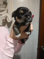 Melvin , a male Yorkshire Terrier for sale in Indianapolis, IN – 1 of 3