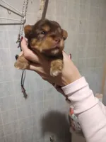 Honey , a female Yorkshire Terrier for sale in Indianapolis, IN – 2 of 2