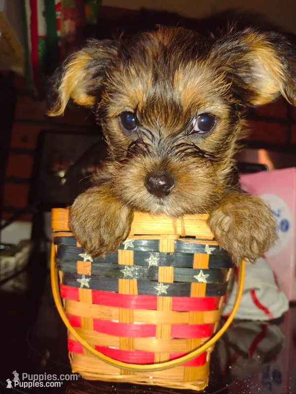 Cricket  – Yorkshire Terrier puppy for sale in Indianapolis, IN
