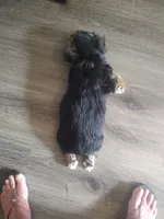 Tola, a male Yorkshire Terrier for sale in Indianapolis, IN – 5 of 6