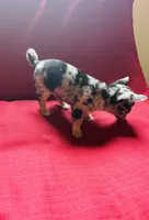 Tri Merle Female , a female Chihuahua for sale in Danville, VA – Photo 7 of 7