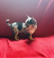 Tri Merle Female , a female Chihuahua for sale in Danville, VA – Photo 5 of 7