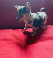 Tri Merle Female , a female Chihuahua for sale in Danville, VA – Photo 3 of 7