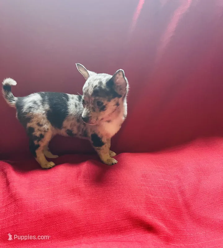 Tri Merle Female  – Chihuahua puppy for sale in Danville, VA