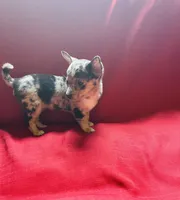 Tri Merle Female , a female Chihuahua for sale in Danville, VA – Photo 1 of 7