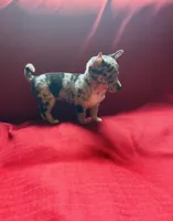 Tri Merle Female , a female Chihuahua for sale in Danville, VA – Photo 2 of 7