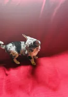 Tri Merle Female , a female Chihuahua for sale in Danville, VA – Photo 6 of 7