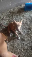 Luna, a female American Pit Bull Terrier for sale in Home, PA – 5 of 5
