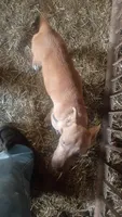 Luna, a female American Pit Bull Terrier for sale in Home, PA – 2 of 5