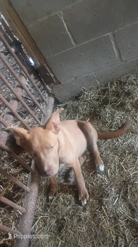 Luna – American Pit Bull Terrier puppy for sale in Home, PA