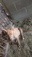 Luna, a female American Pit Bull Terrier for sale in Home, PA – 1 of 5