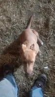 Luna, a female American Pit Bull Terrier for sale in Home, PA – 3 of 5