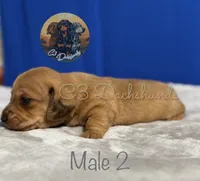 Meatball, a male Miniature Dachshund for sale in Coalgate, OK – 2 of 5