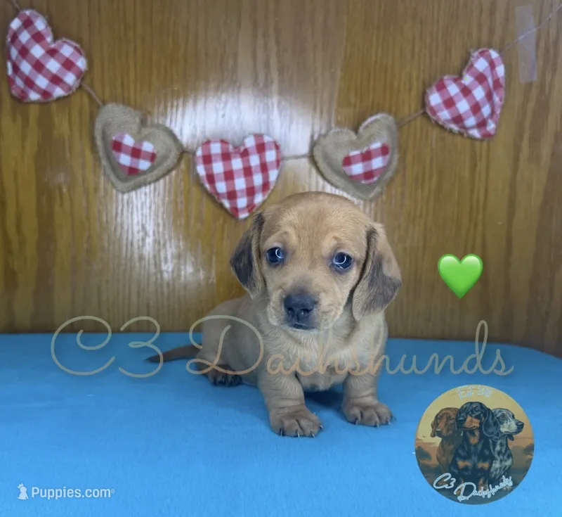 Meatball – Miniature Dachshund puppy for sale in Coalgate, OK