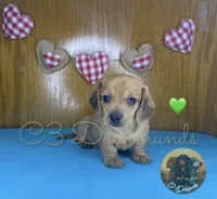 Meatball, a male Miniature Dachshund for sale in Coalgate, OK – 7 of 10