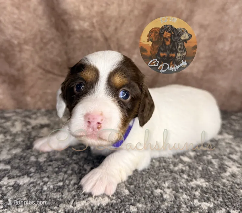Ali – Miniature Dachshund puppy for sale in Coalgate, OK
