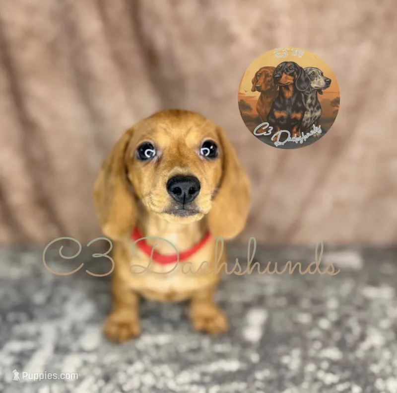 Ruby – Miniature Dachshund puppy for sale in Coalgate, OK