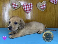 Ruby, a female Miniature Dachshund for sale in Coalgate, OK – 7 of 9